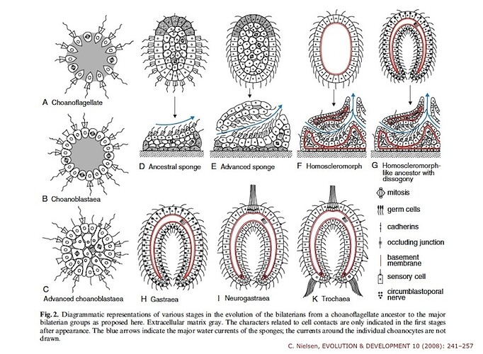 Nielsen-sponge-larvae-2008-stages