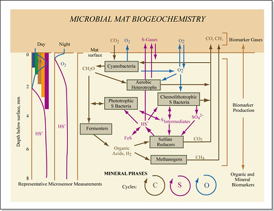 microbial mat
